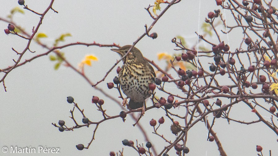 Song Thrush - ML197370671