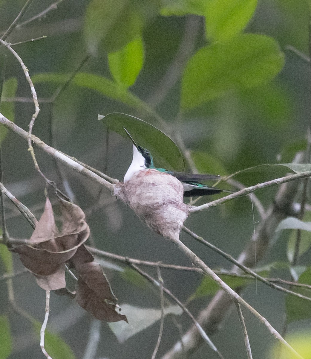 kolibřík purpurovohlavý - ML197371161