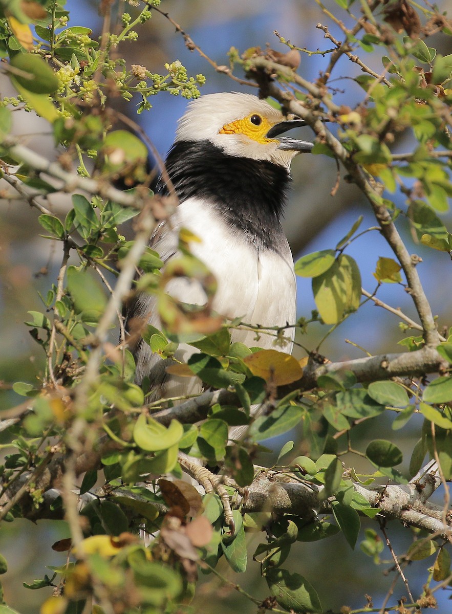 Black-collared Starling - ML197372371