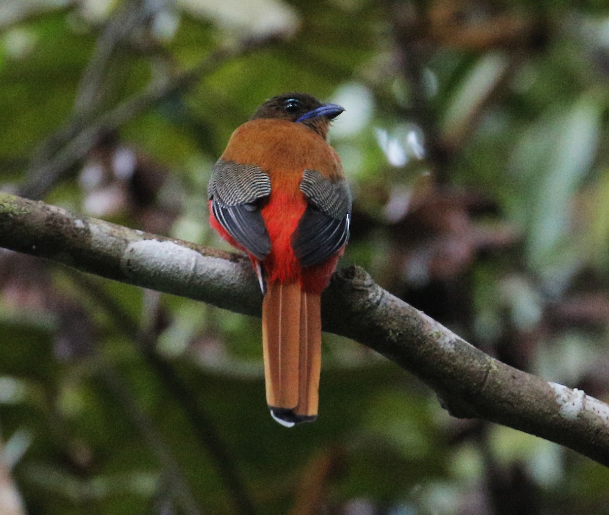 Scarlet-rumped Trogon - ML197372881