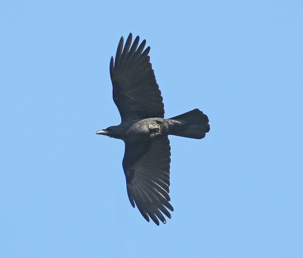 Corbeau à gros bec - ML197373131