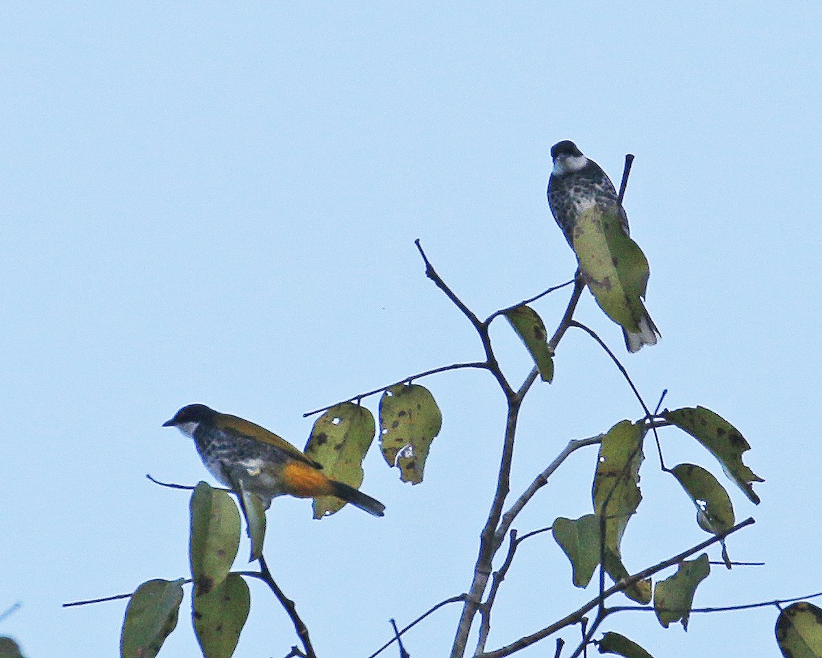 Scaly-breasted Bulbul - ML197373211