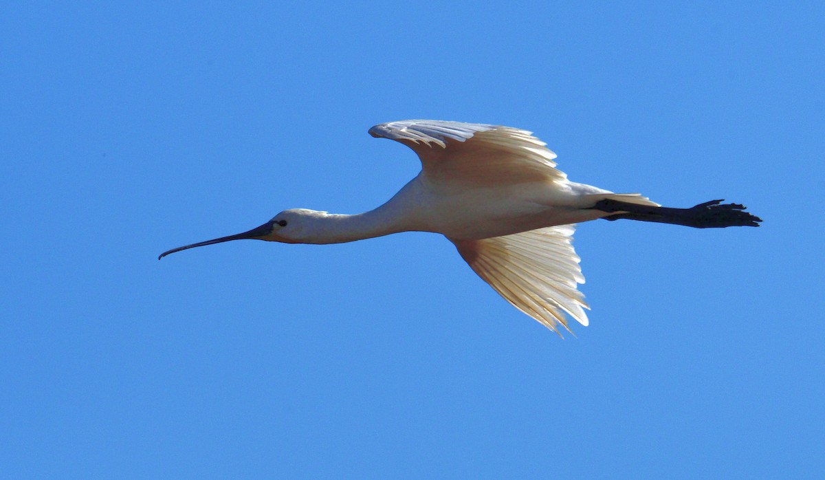 Eurasian Spoonbill - Theodosis Mamais