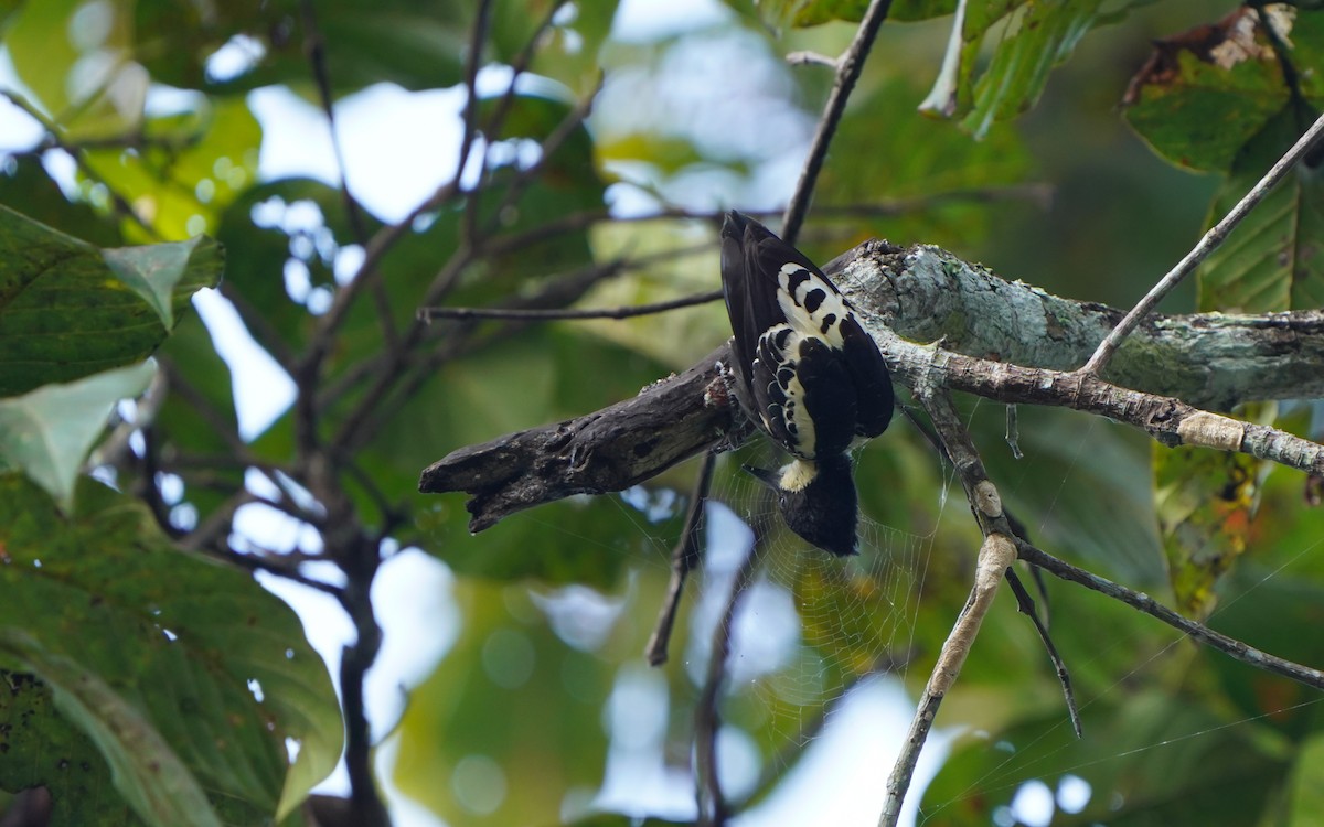 Heart-spotted Woodpecker - ML197374981