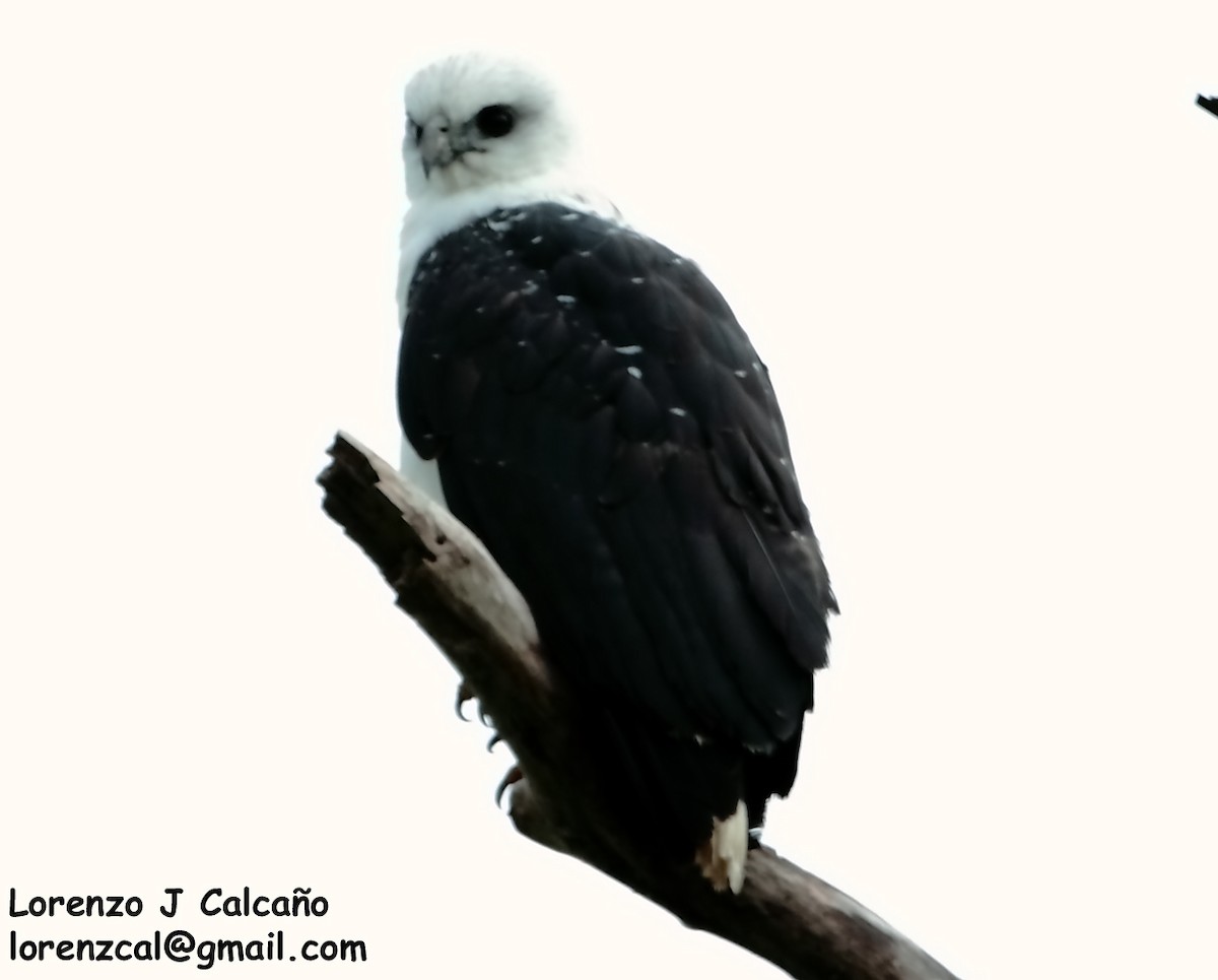 White Hawk - Lorenzo Calcaño