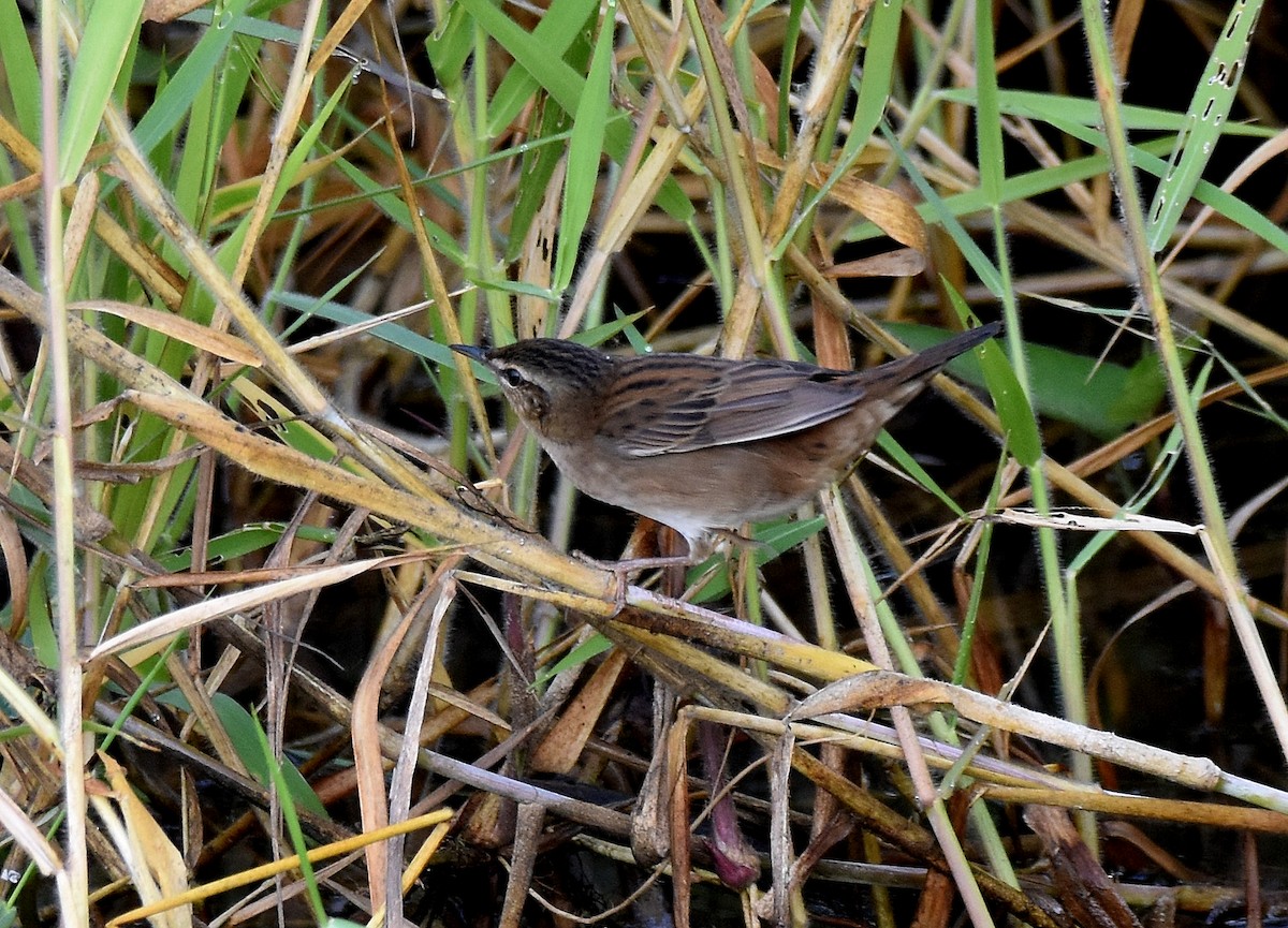 Pallas's Grasshopper Warbler - ML197376871