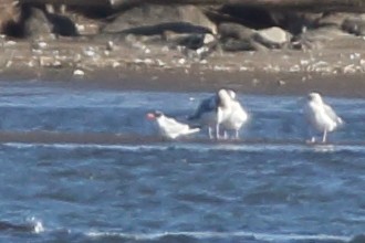 Caspian Tern - ML197377101