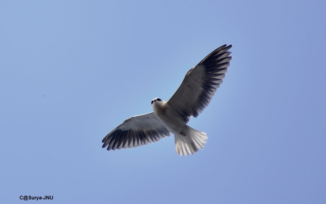 Black-winged Kite - ML197378031