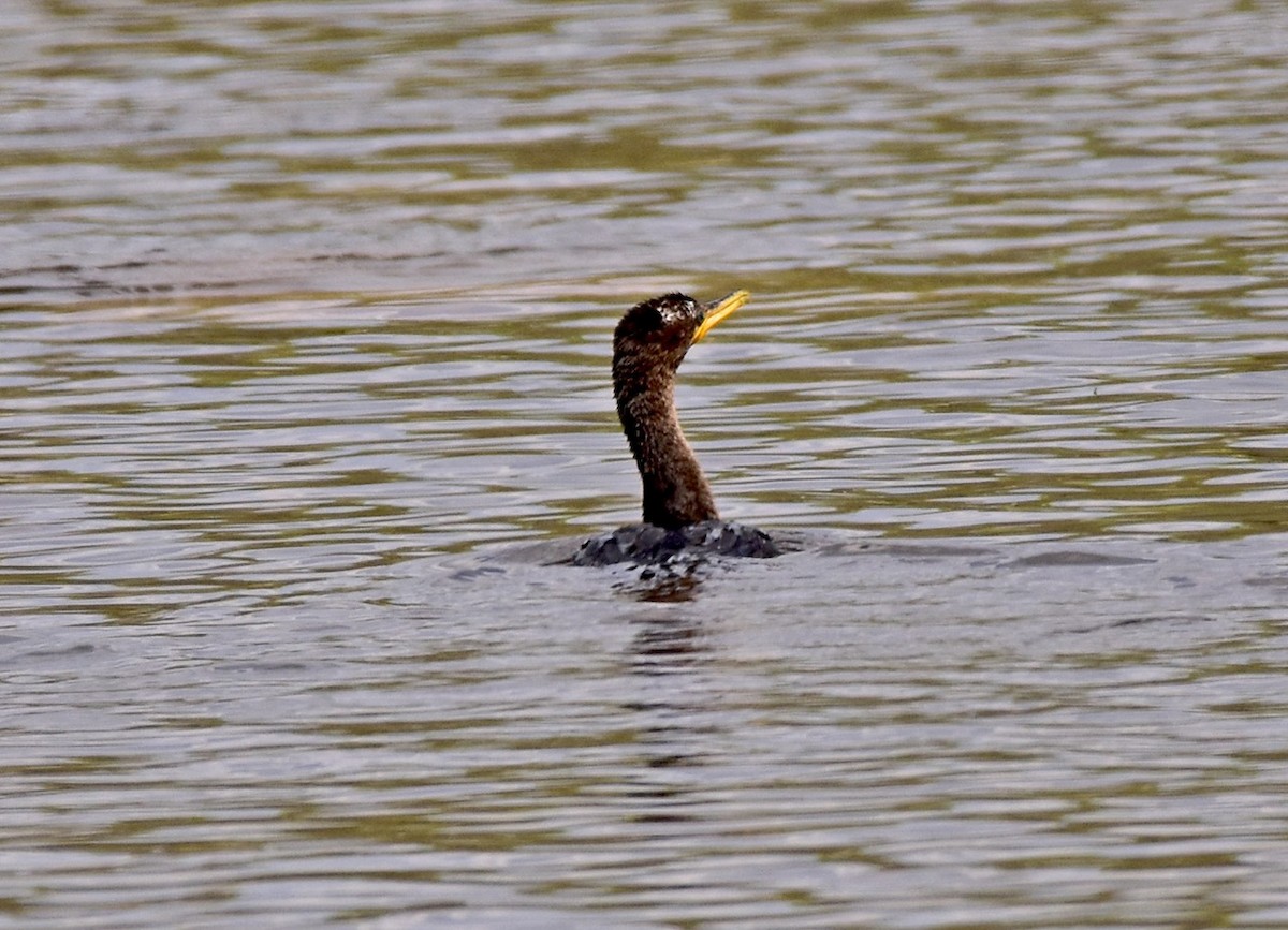 Neotropic Cormorant - Carlos De Biagi