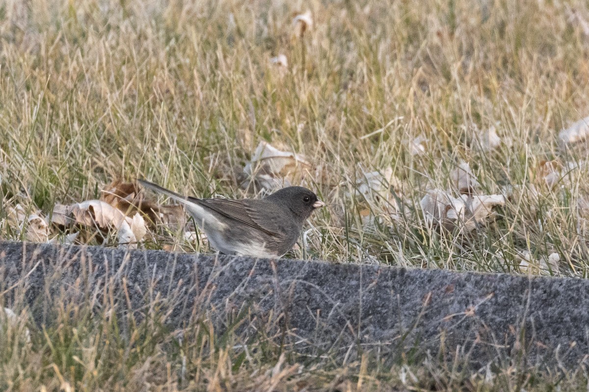 Dark-eyed Junco - ML197379291