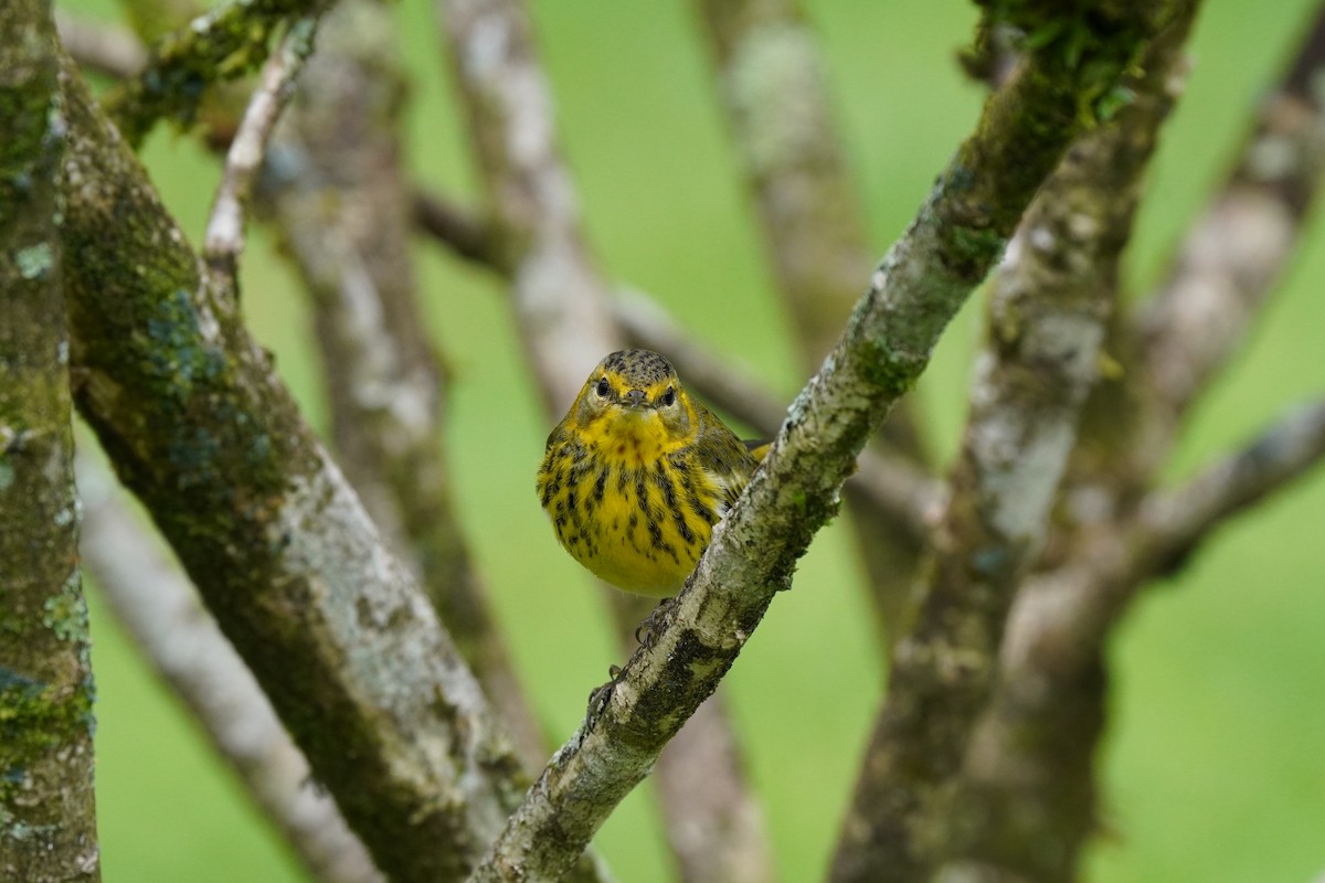 Cape May Warbler - ML197379801