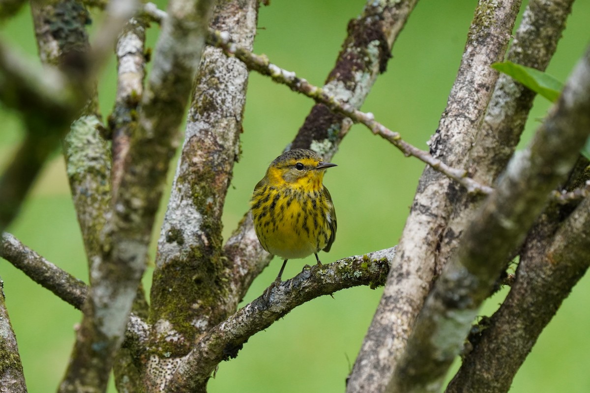 Cape May Warbler - ML197379831