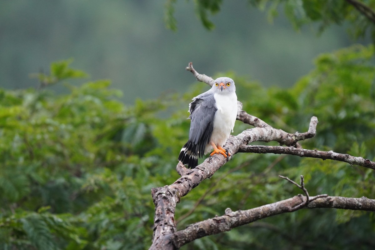 Semiplumbeous Hawk - Seth Yarkony