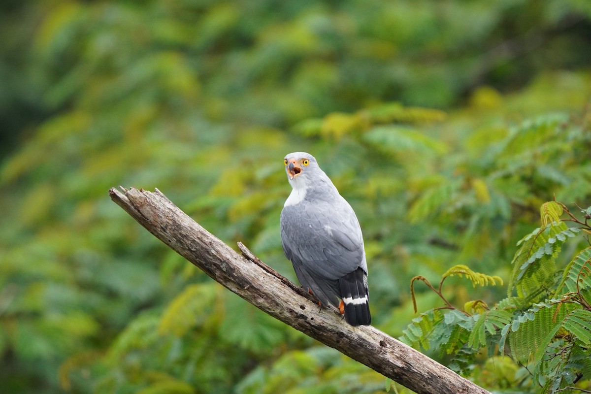 Semiplumbeous Hawk - ML197380371