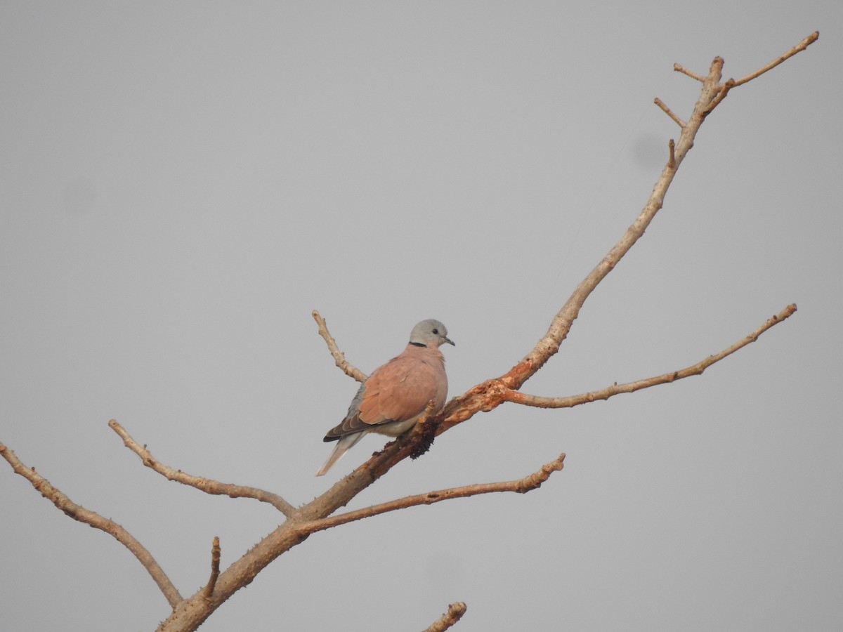 Red Collared-Dove - ML197380471