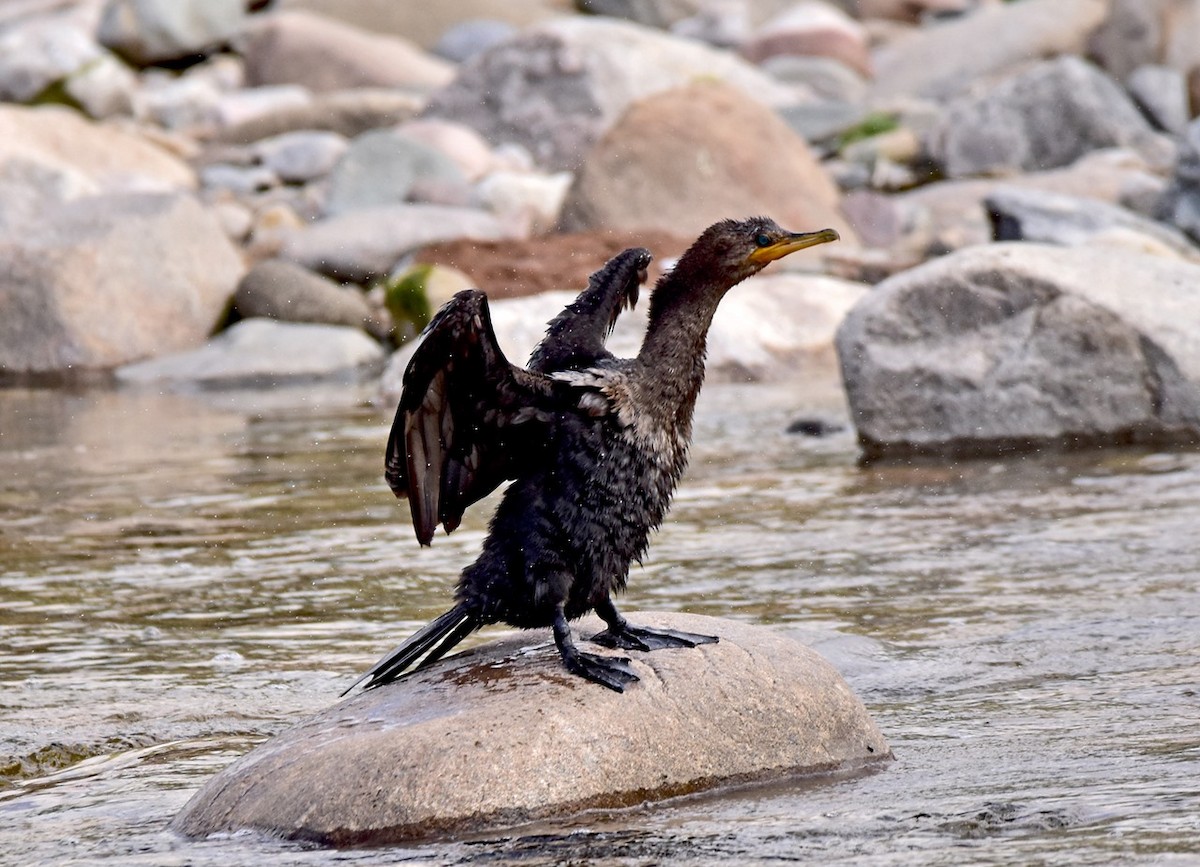 Neotropic Cormorant - Carlos De Biagi