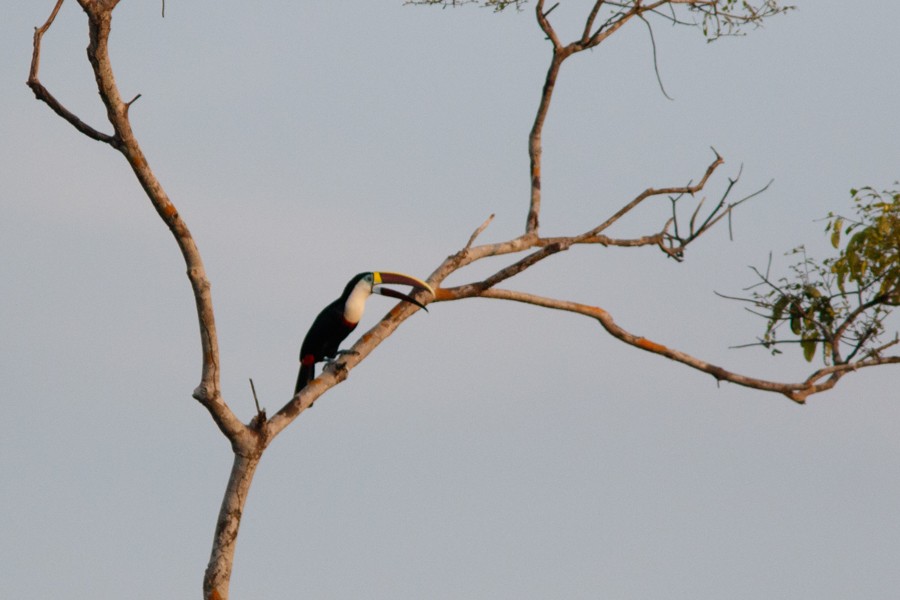 White-throated Toucan (Red-billed) - ML197384271