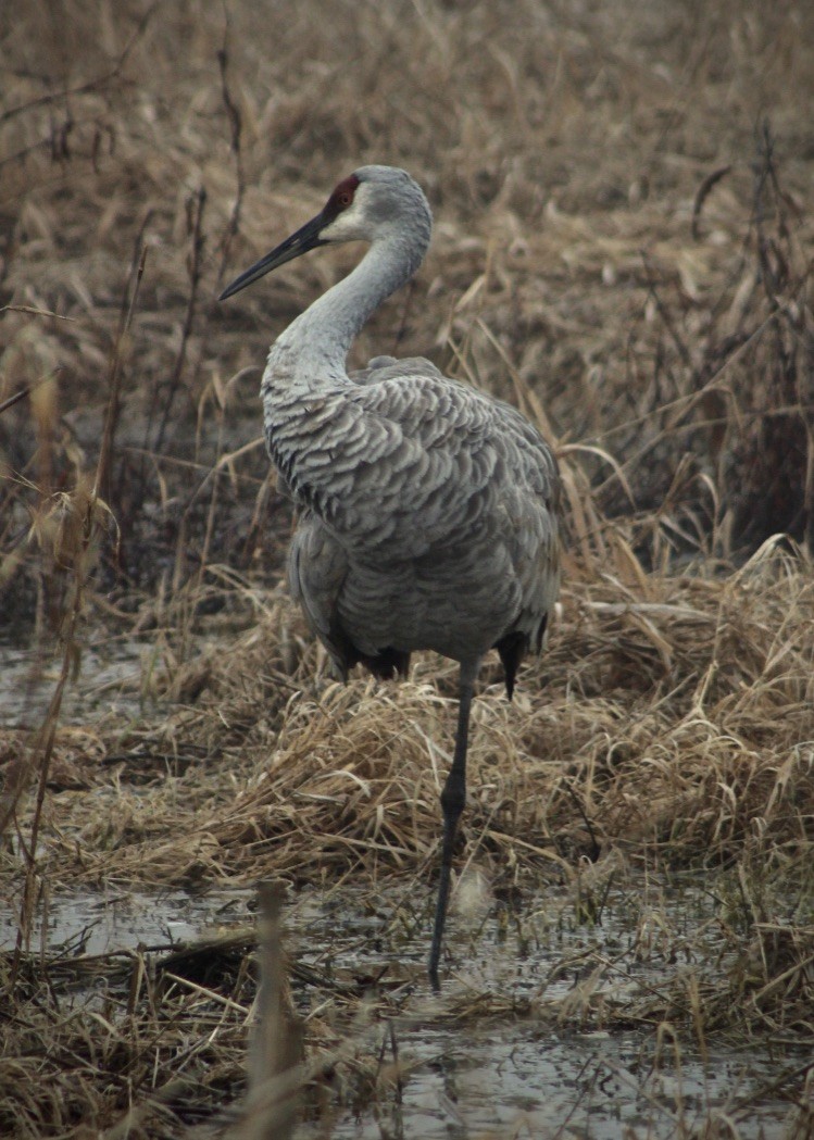 Sandhill Crane - ML197387441