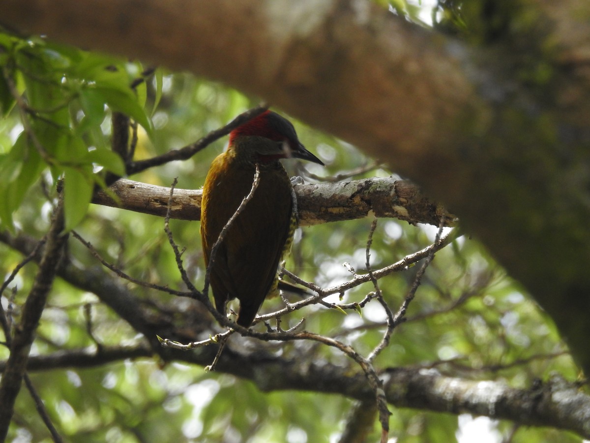 Golden-olive Woodpecker - ML197389971