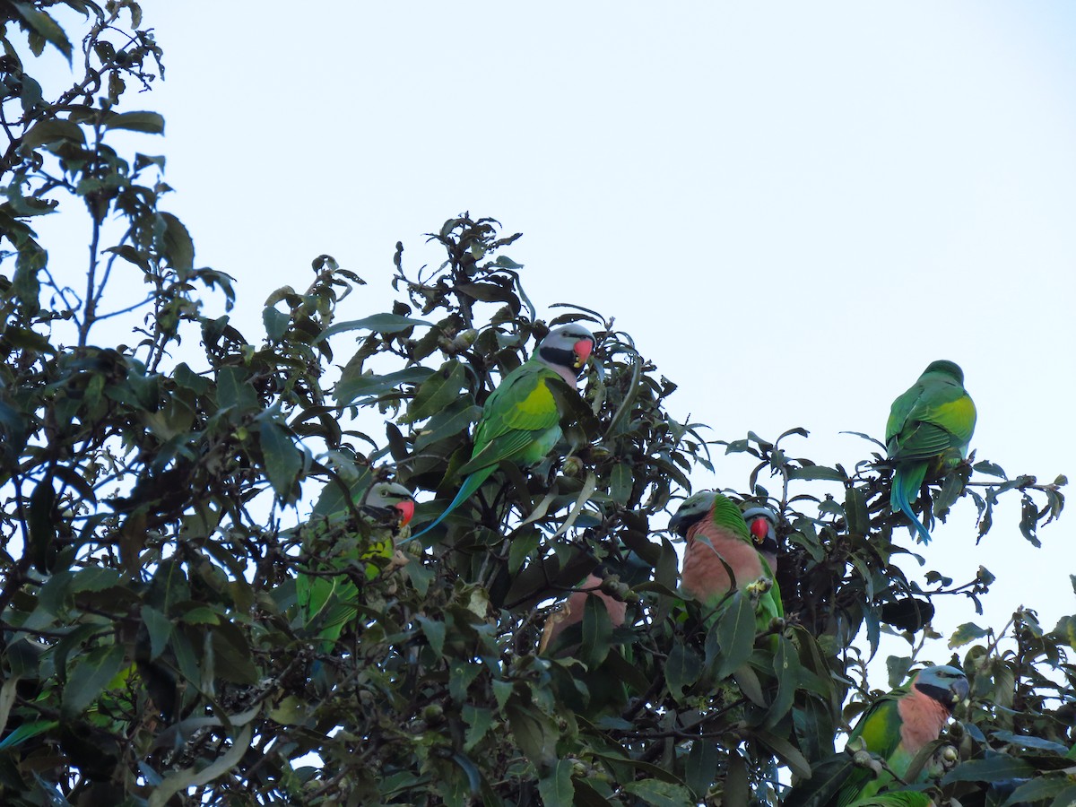 Red-breasted Parakeet - ML197390891
