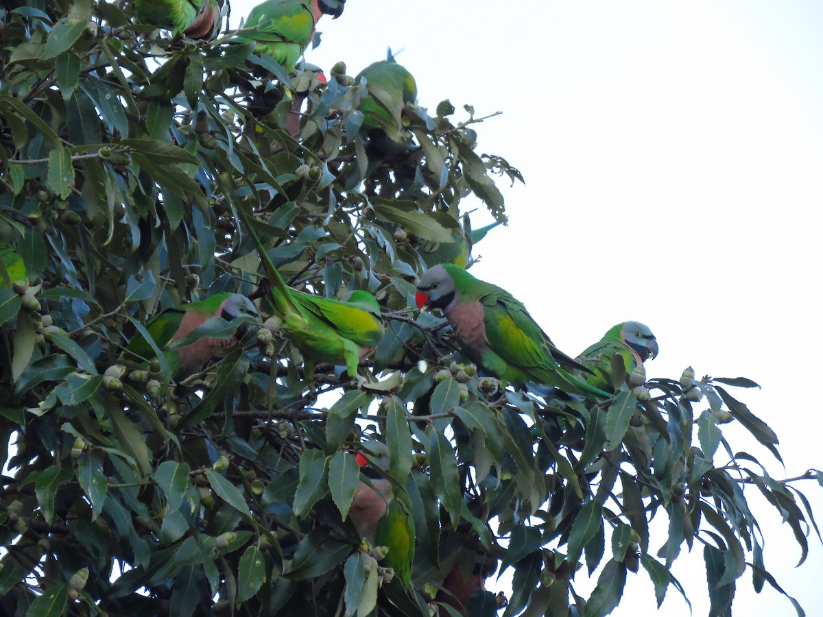 Red-breasted Parakeet - ML197390901