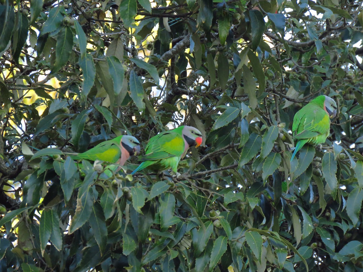 Gül Göğüslü Yeşil Papağan - ML197390961