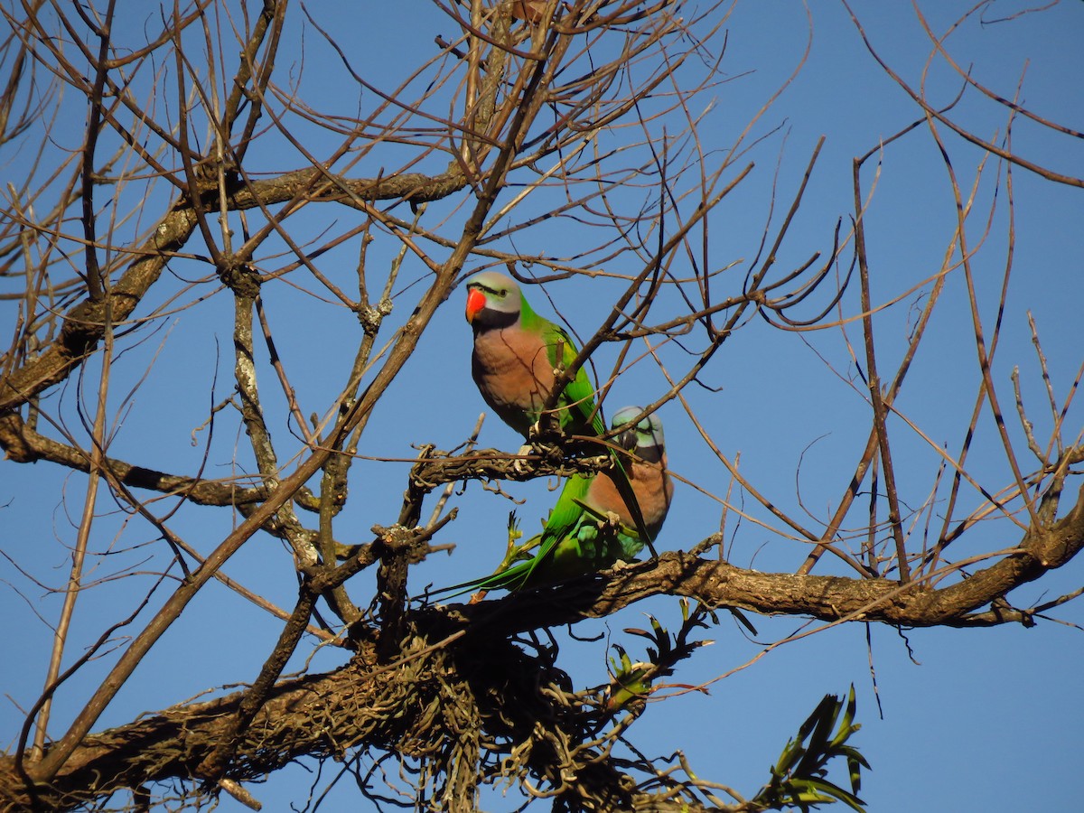 Red-breasted Parakeet - ML197390991