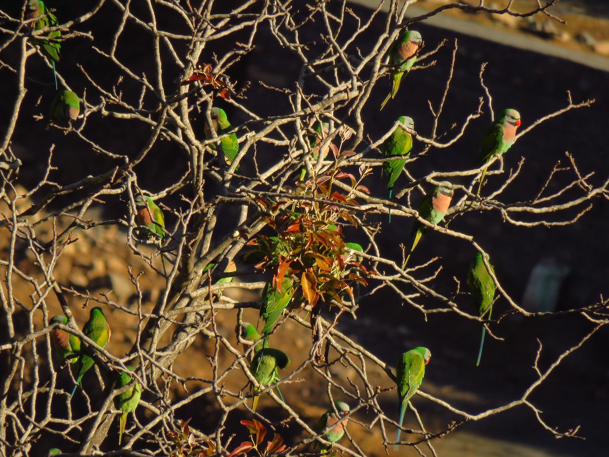 Red-breasted Parakeet - ML197391041