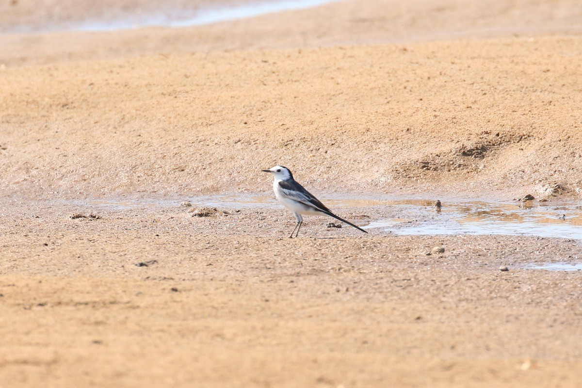 White Wagtail (Chinese) - Oscar Campbell