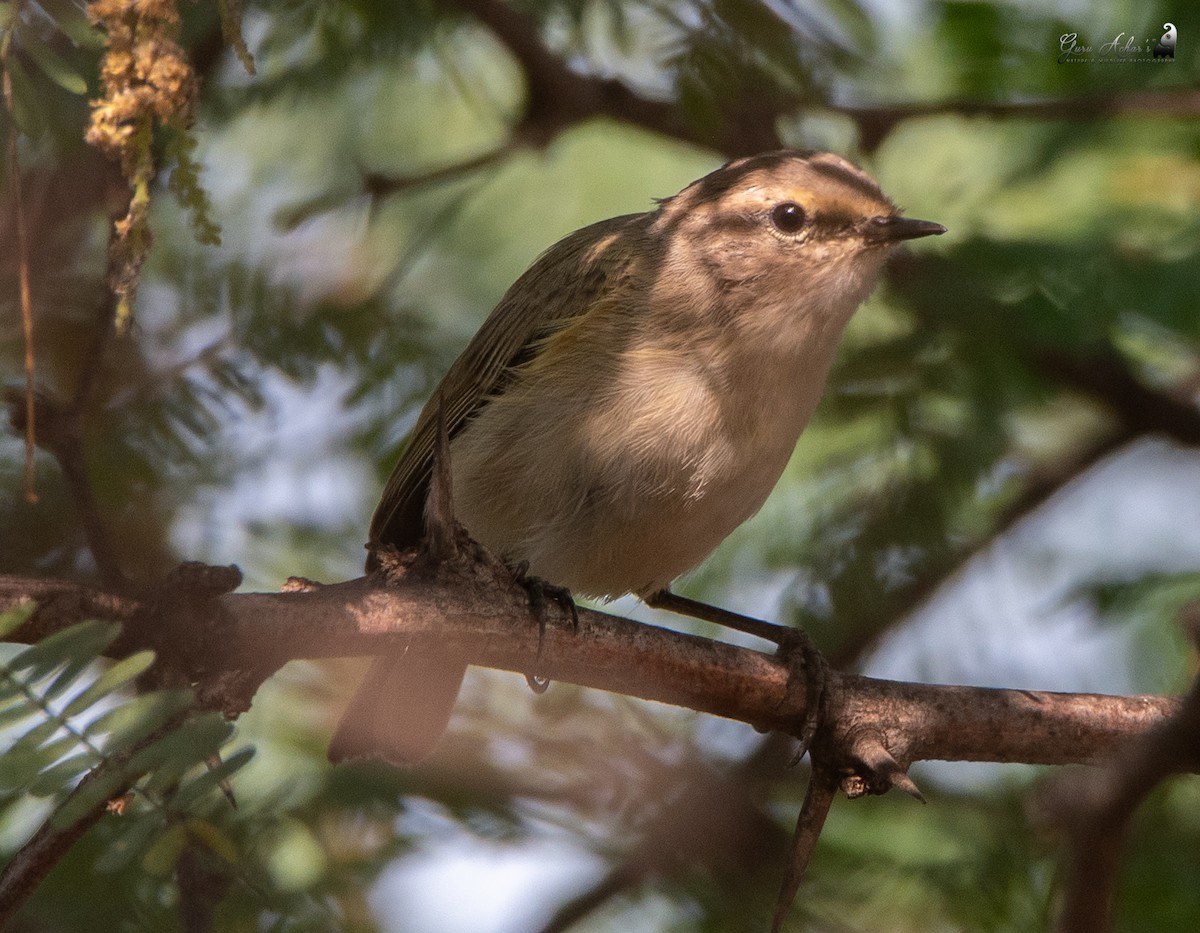 Common Chiffchaff - ML197391441
