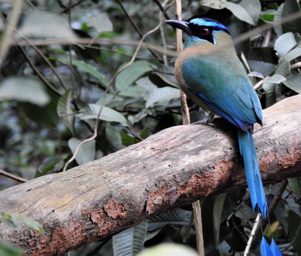 Lesson's Motmot - ML197393271