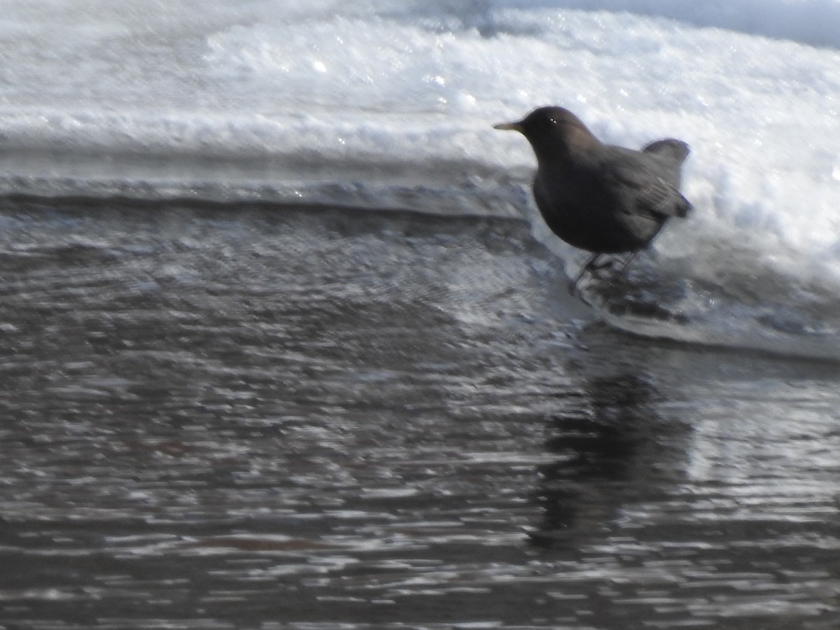 American Dipper - Anita Denboske