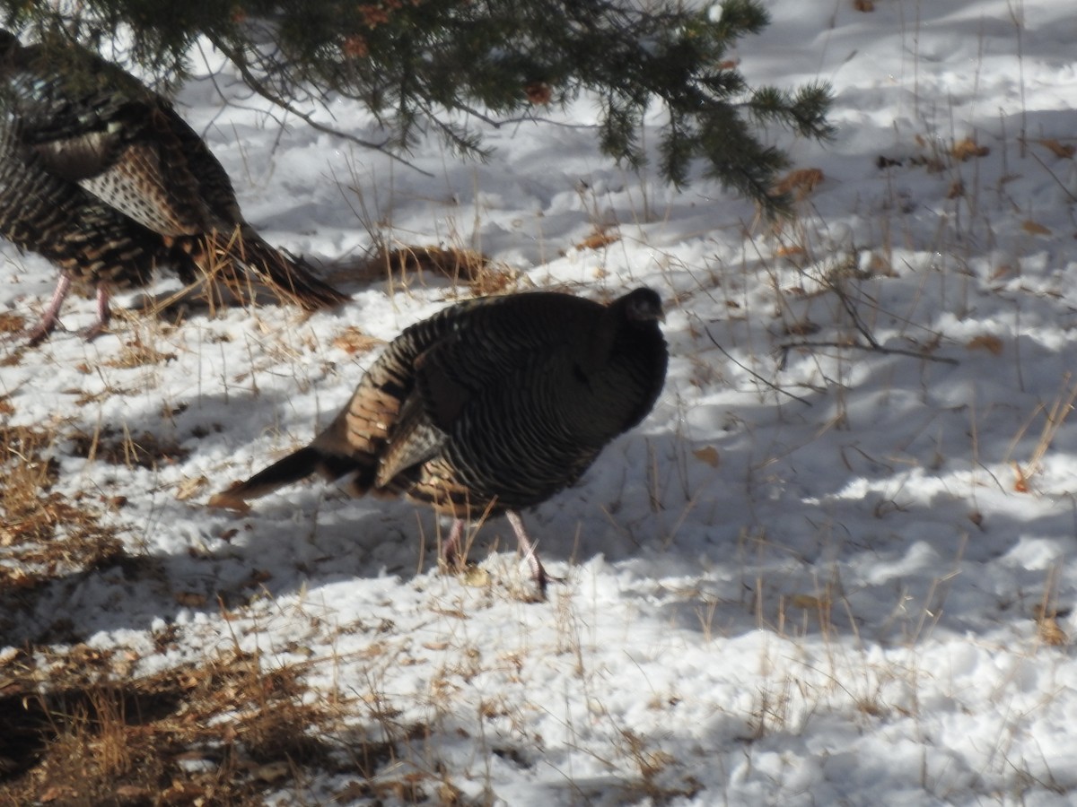 Guajolote Gallipavo - ML197393881