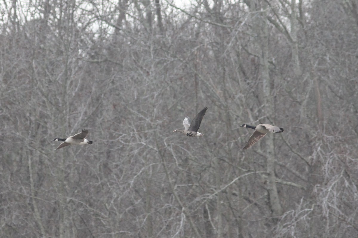 Greater White-fronted Goose - ML197395171