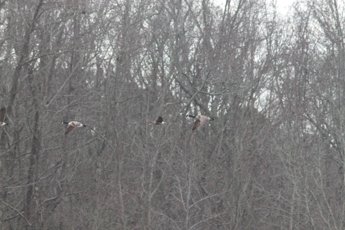 Greater White-fronted Goose - ML197395311