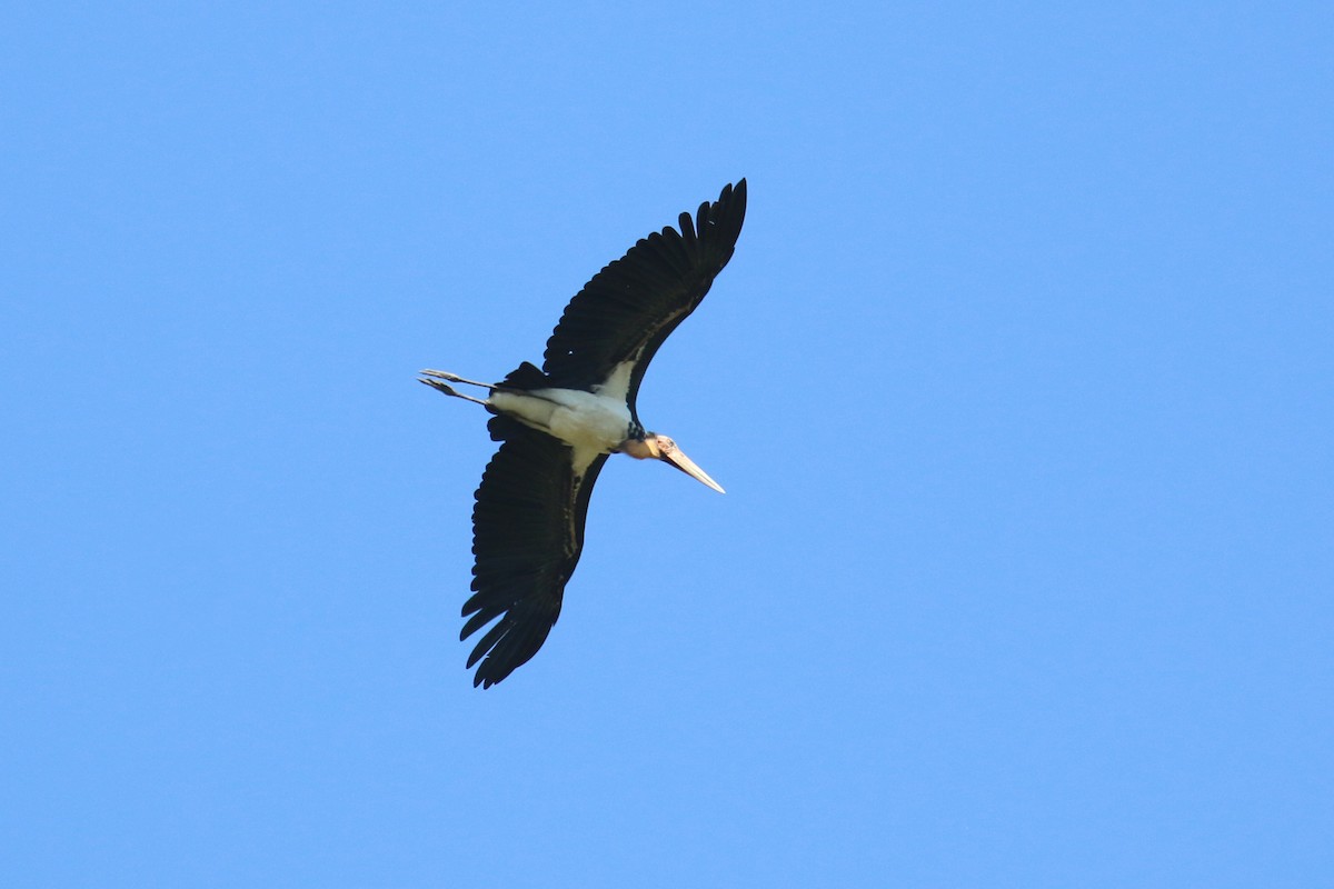 Lesser Adjutant - Oscar Campbell