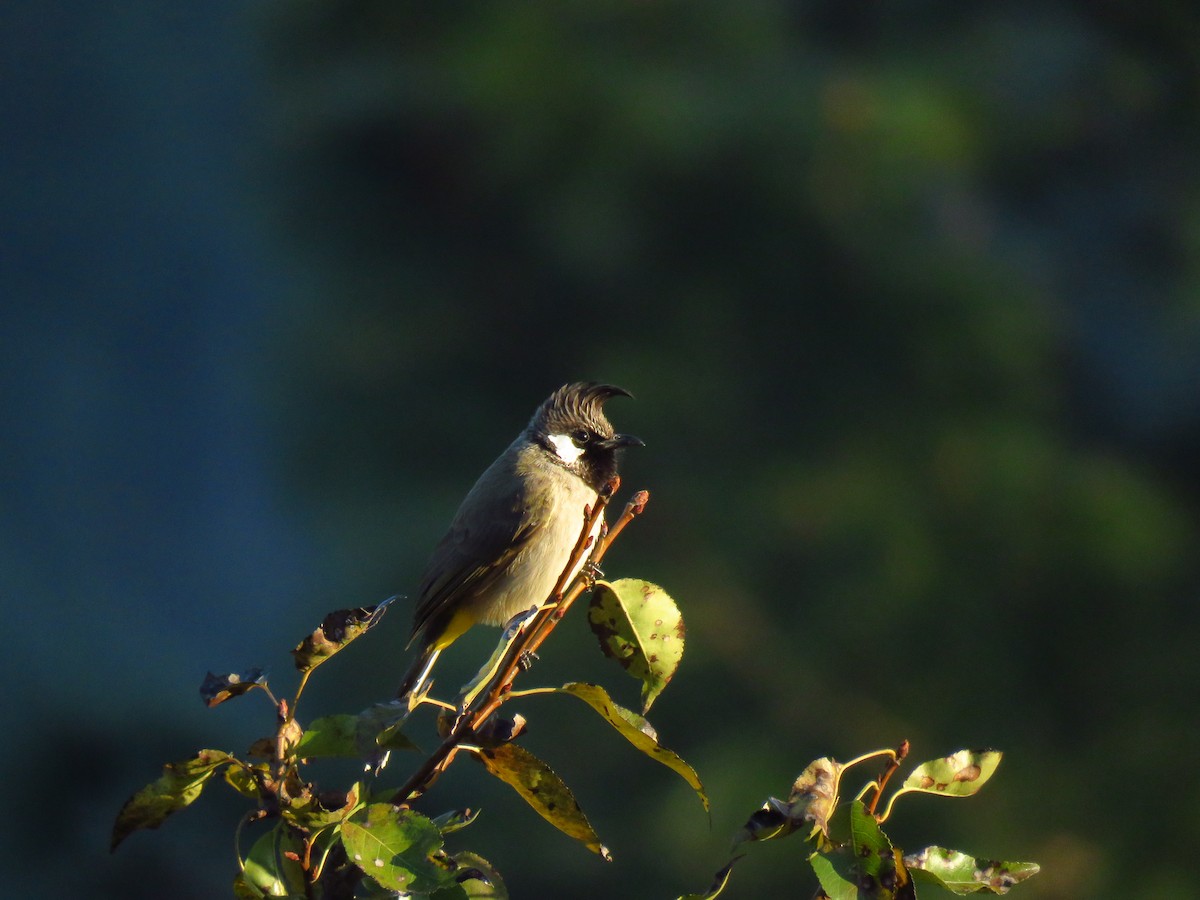 Bulbul à joues blanches - ML197395701