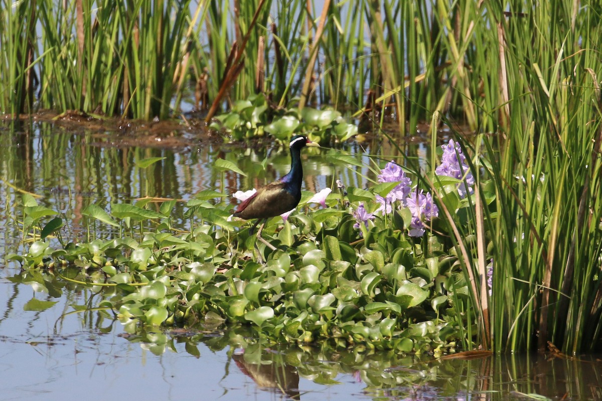 Bronzeblatthühnchen - ML197395751