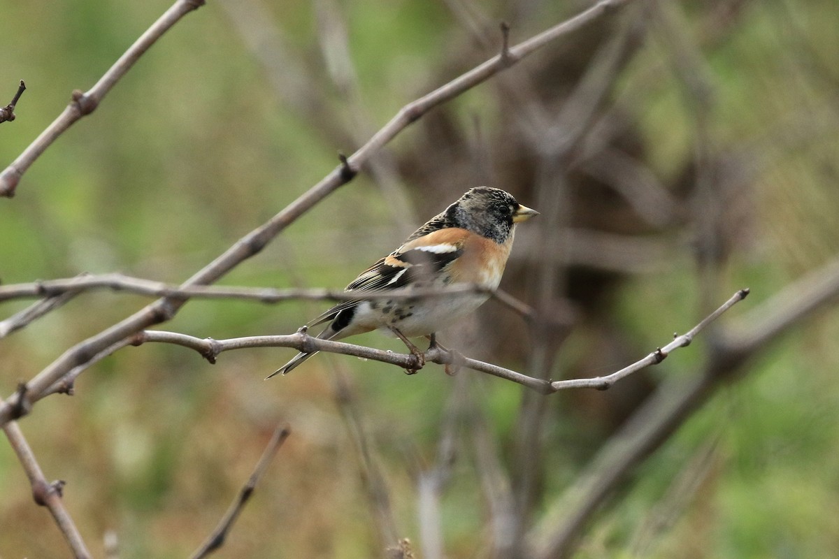 Brambling - Johan Fagefors