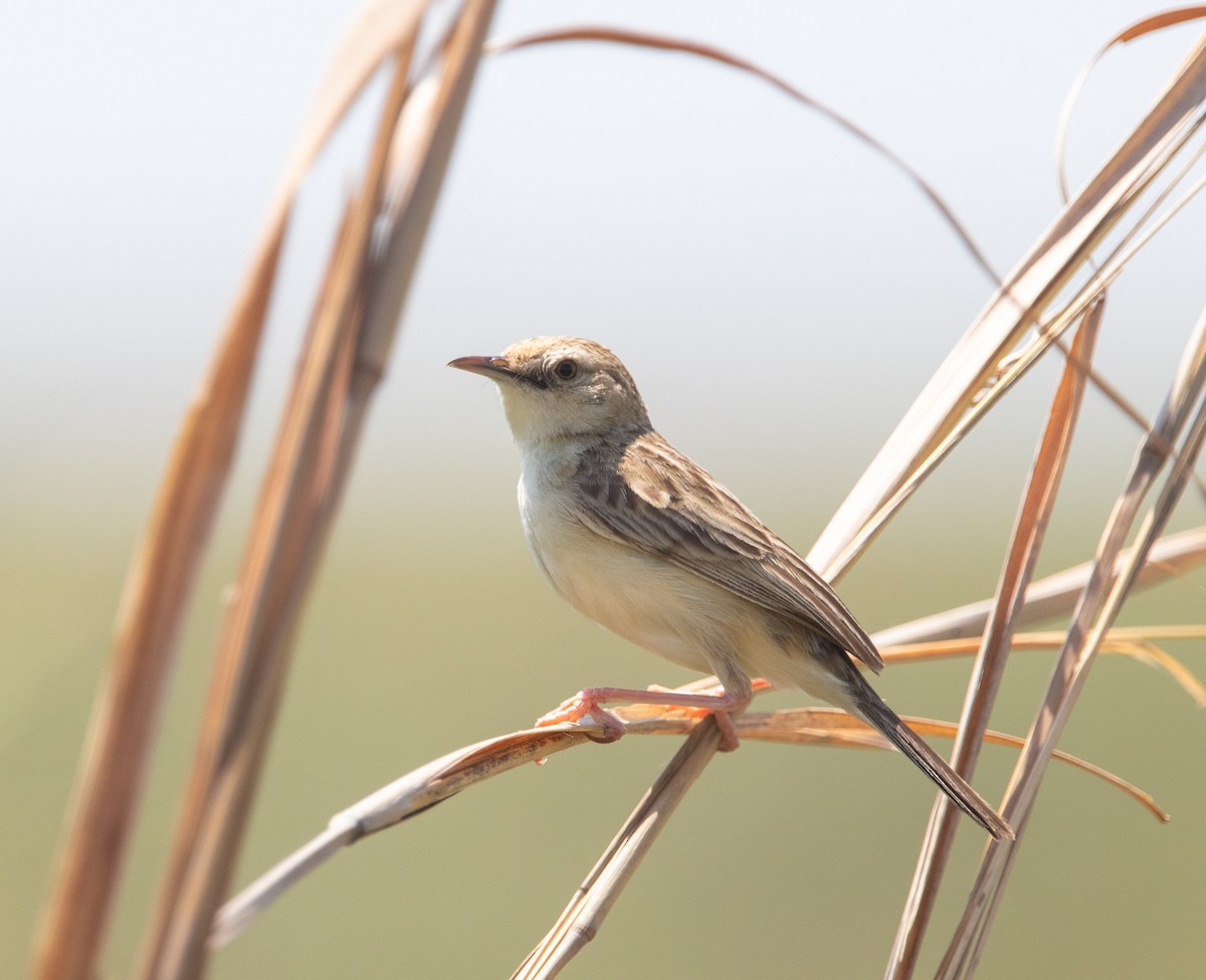 Desert Cisticola - ML197397101