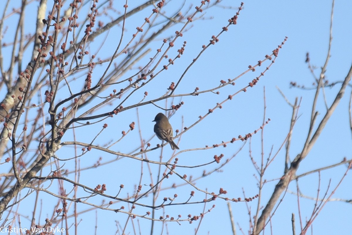 Eastern Phoebe - Cristine Van Dyke