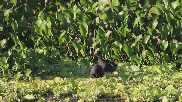 Gallinule d'Amérique - ML197401181