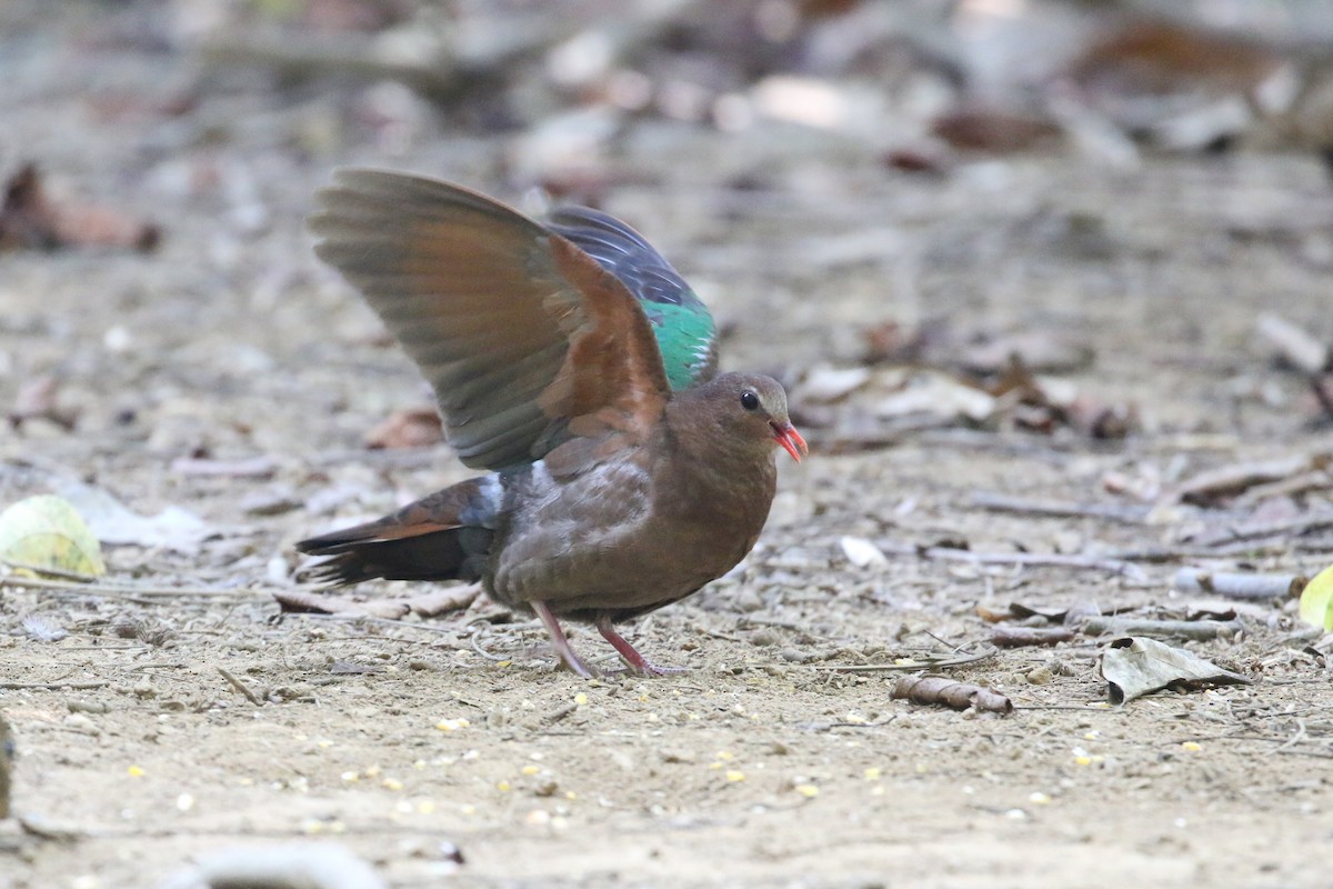 Asian Emerald Dove - ML197401201