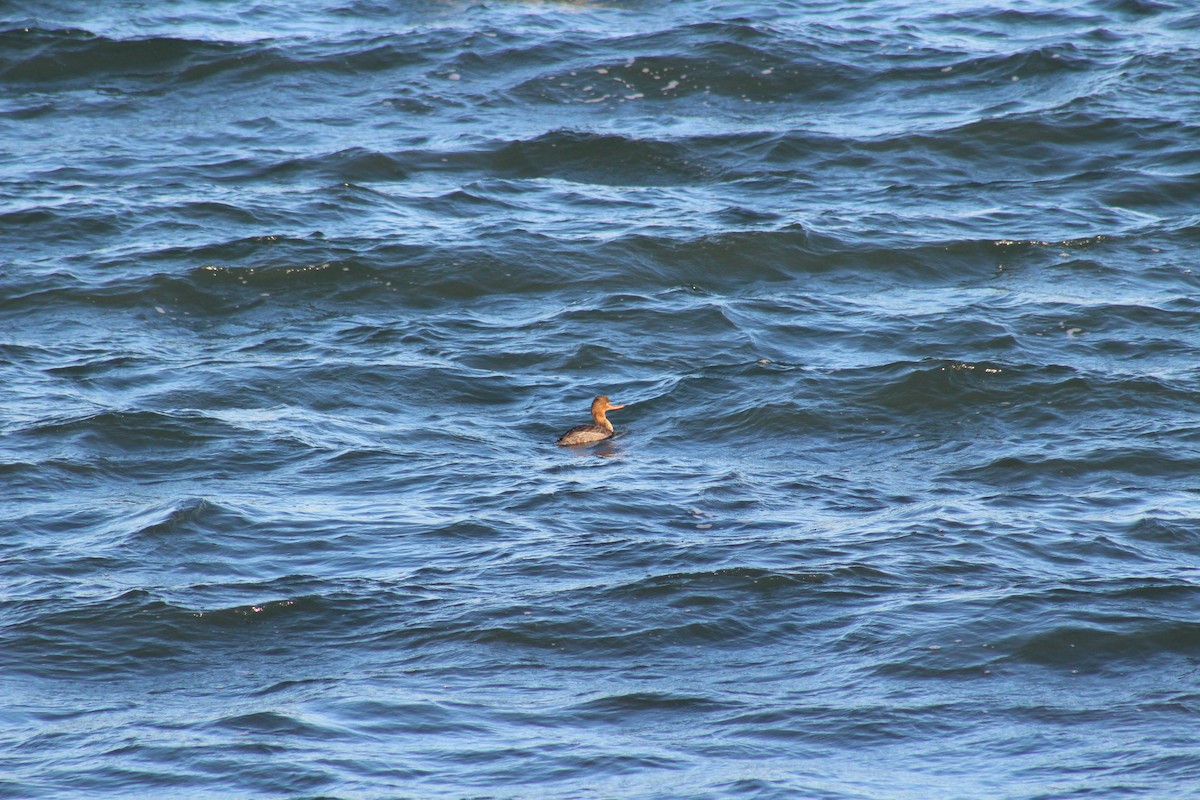 Red-breasted Merganser - ML197402271