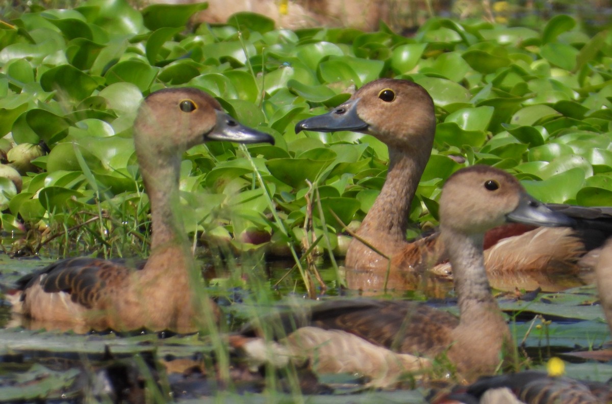אווזון קטן - ML197402521