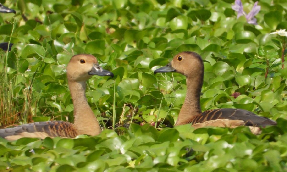 אווזון קטן - ML197402551