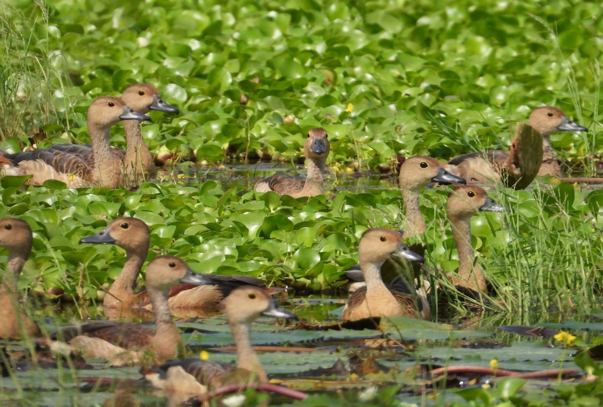 אווזון קטן - ML197402561