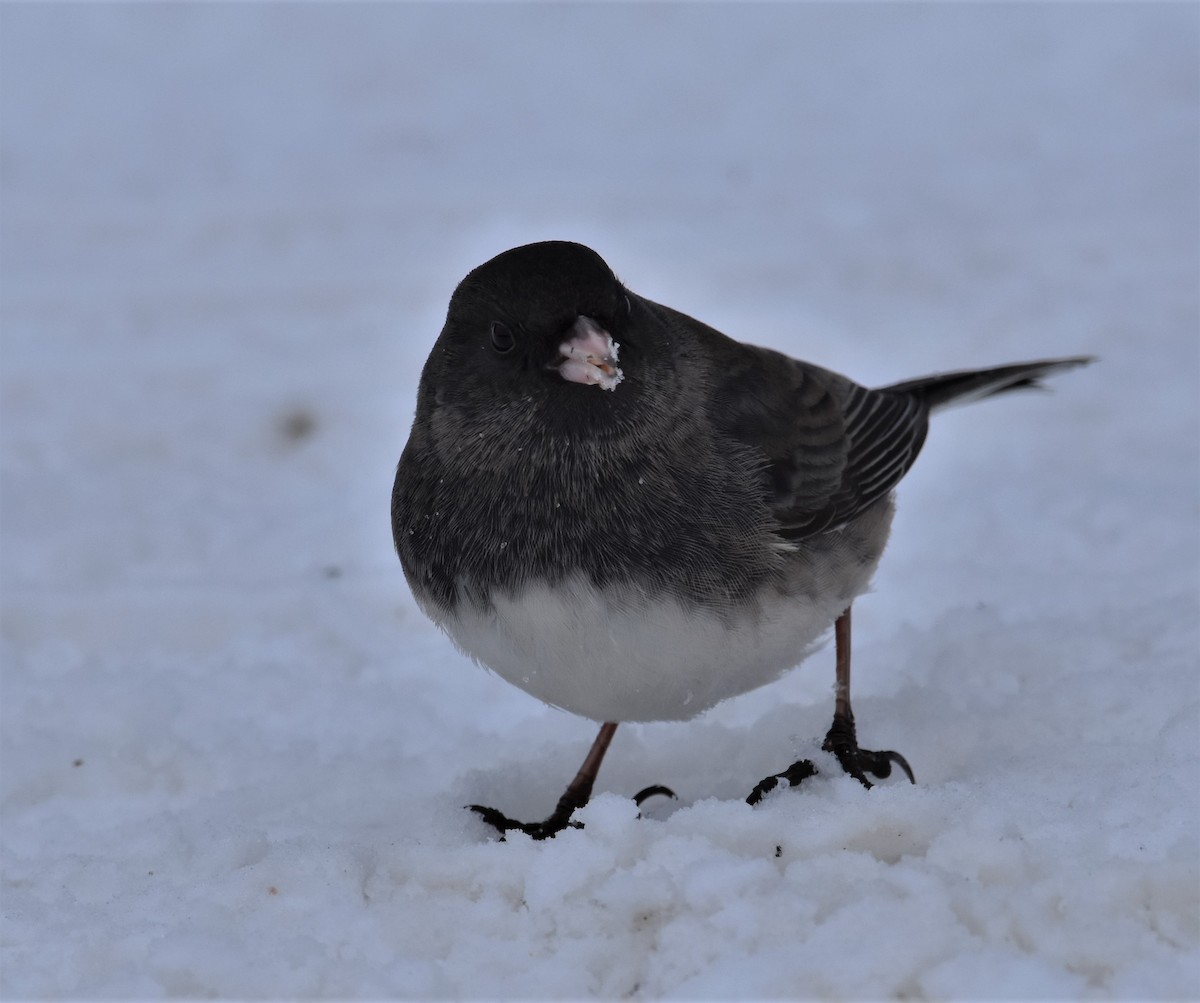 Dark-eyed Junco - ML197402701