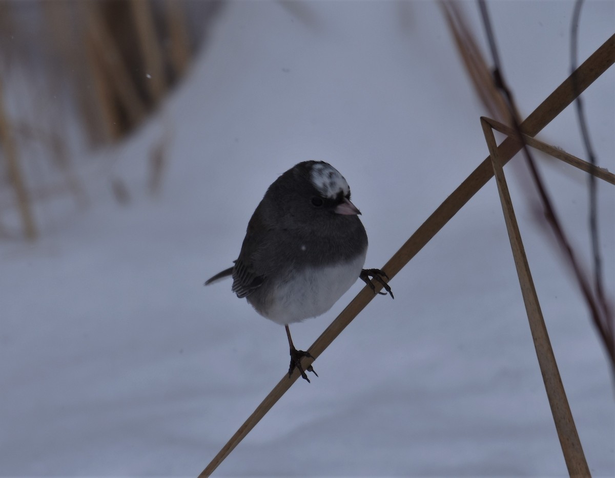 Dark-eyed Junco - ML197403271