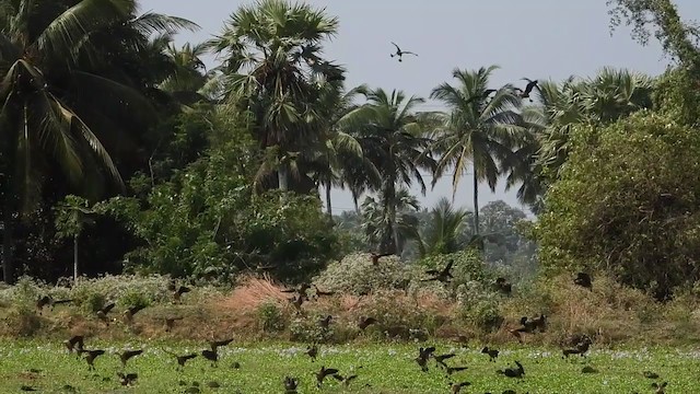 Модны анхир - ML197403651